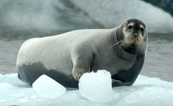 seal