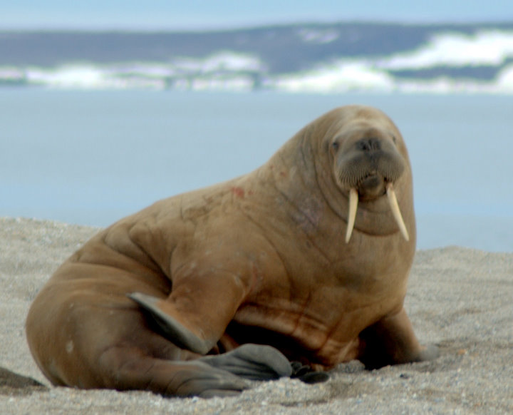 walrus
